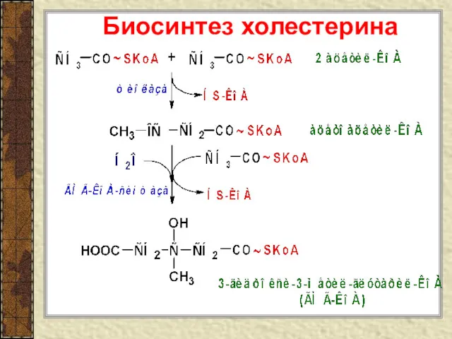 Биосинтез холестерина