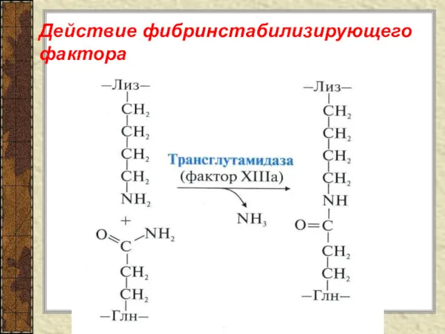 Действие фибринстабилизирующего фактора