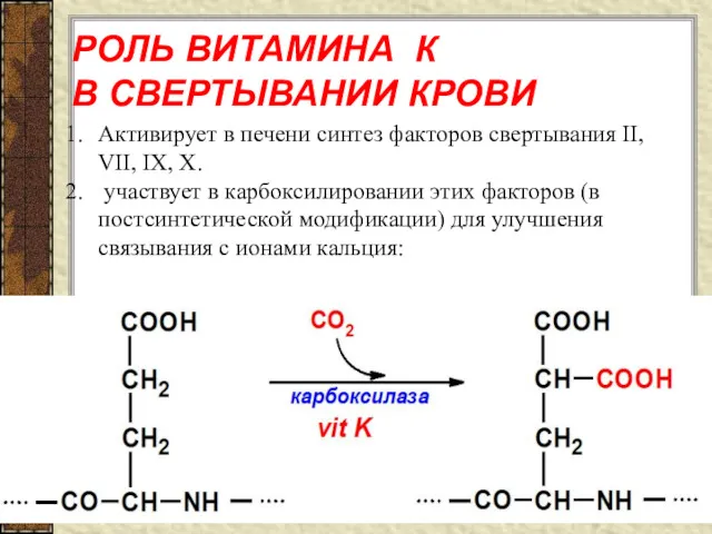 РОЛЬ ВИТАМИНА К В СВЕРТЫВАНИИ КРОВИ Активирует в печени синтез