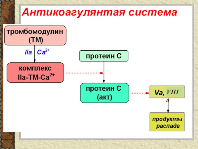 Антикоагулянтая система VIIIa