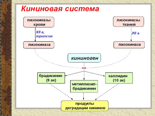 Кининовая система