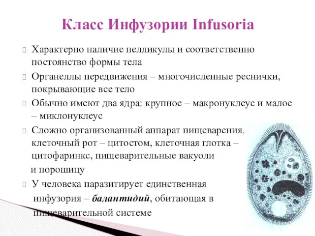 Характерно наличие пелликулы и соответственно постоянство формы тела Органеллы передвижения