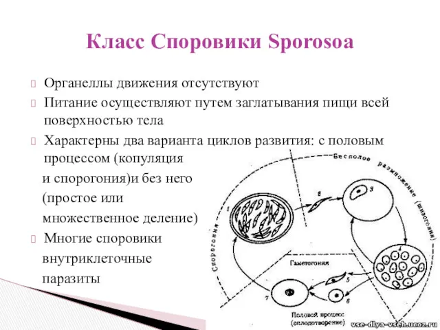 Органеллы движения отсутствуют Питание осуществляют путем заглатывания пищи всей поверхностью