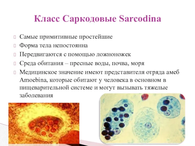 Самые примитивные простейшие Форма тела непостоянна Передвигаются с помощью ложноножек