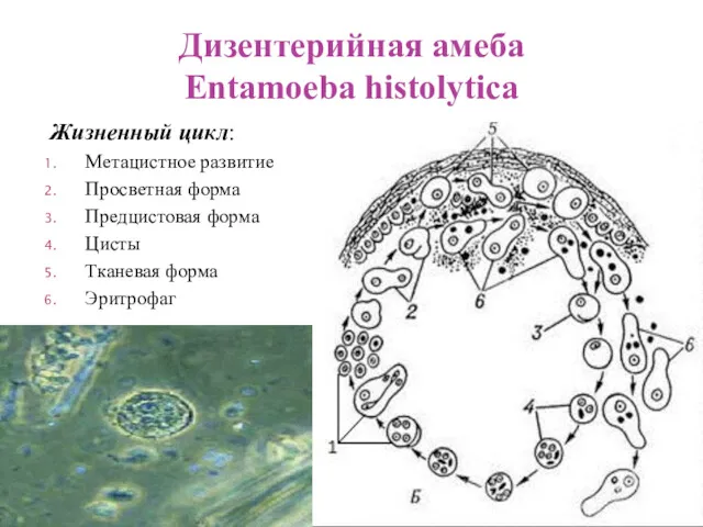 Жизненный цикл: Метацистное развитие Просветная форма Предцистовая форма Цисты Тканевая форма Эритрофаг Дизентерийная амеба Entamoeba histolytica