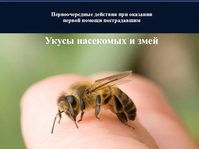 Первоочередные действия при оказании первой помощи пострадавшим Укусы насекомых и змей