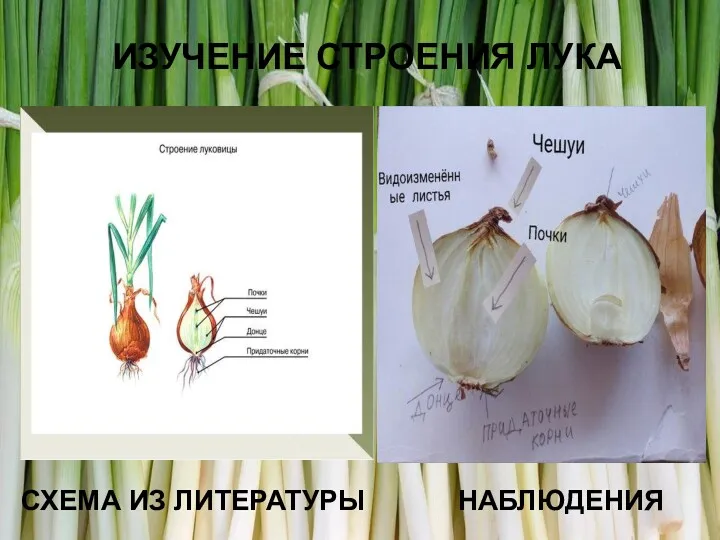 ИЗУЧЕНИЕ СТРОЕНИЯ ЛУКА СХЕМА ИЗ ЛИТЕРАТУРЫ НАБЛЮДЕНИЯ