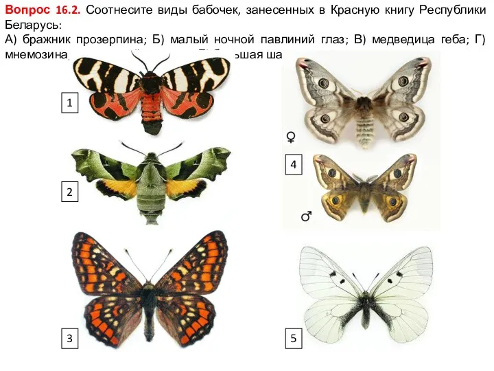 Вопрос 16.2. Соотнесите виды бабочек, занесенных в Красную книгу Республики
