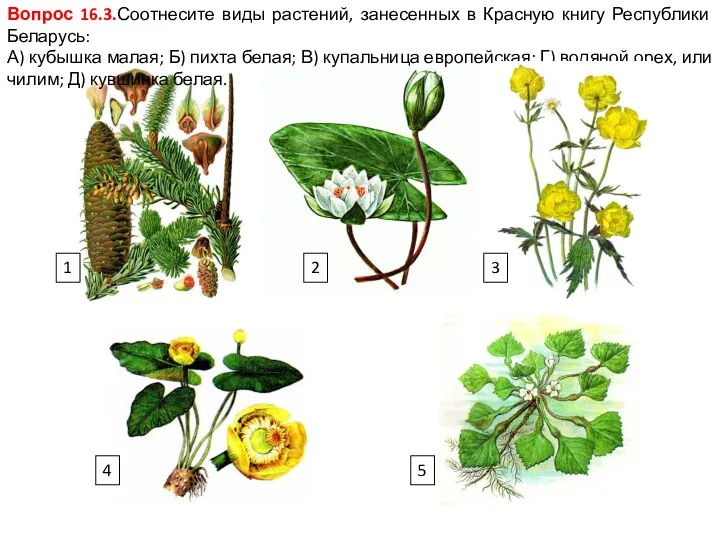 Вопрос 16.3.Соотнесите виды растений, занесенных в Красную книгу Республики Беларусь: А) кубышка малая;