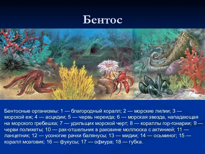 Бентос Бентосные организмы: 1 — благородный коралл; 2 — морские