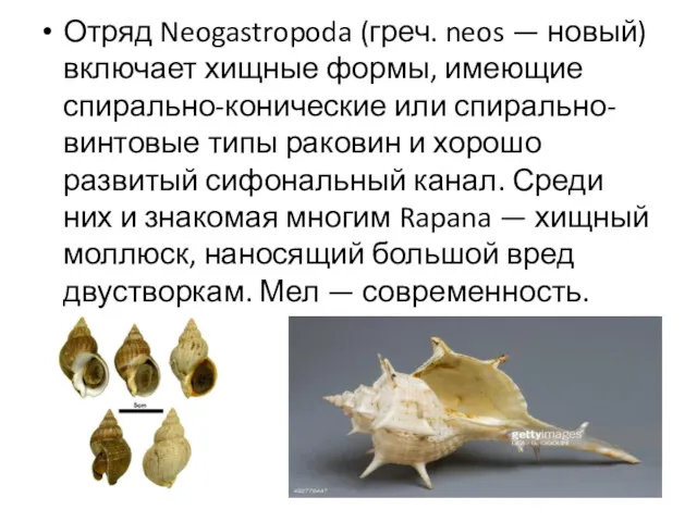 Отряд Neogastropoda (греч. neos — новый) включает хищные формы, имеющие спирально-конические или спирально-винтовые