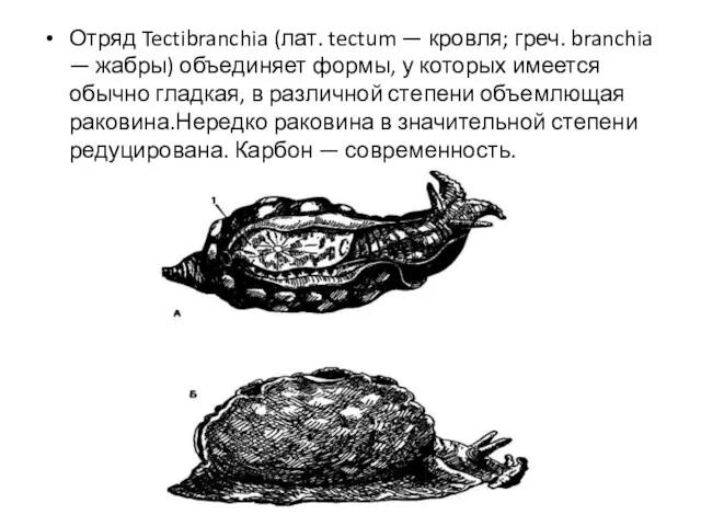 Отряд Tectibranchia (лат. tectum — кровля; греч. branchia — жабры) объединяет формы, у