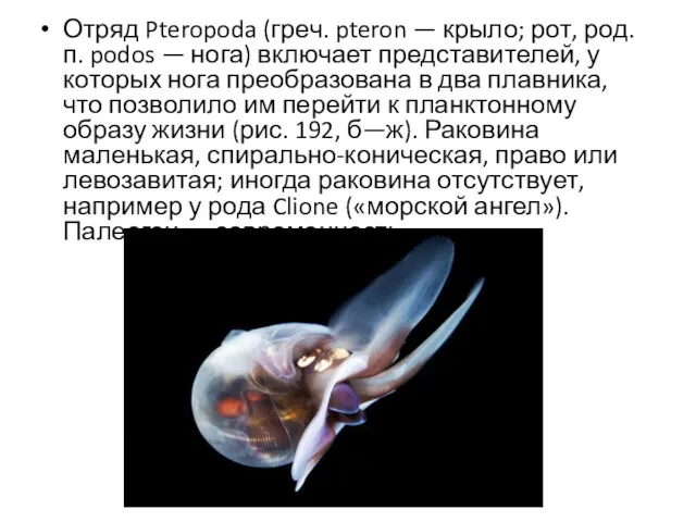 Отряд Pteropoda (греч. pteron — крыло; рот, род. п. podos — нога) включает