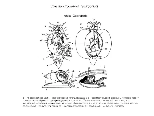 Схема строения гастропод а — переднежаберные; б — заднежаберные (отряд Pteropoda); в —