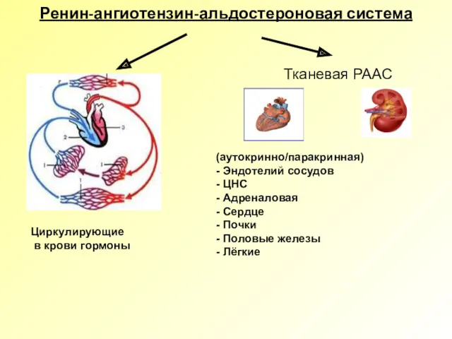 Ренин-ангиотензин-альдостероновая система Циркулирующие в крови гормоны Тканевая РААС (аутокринно/паракринная) - Эндотелий сосудов -
