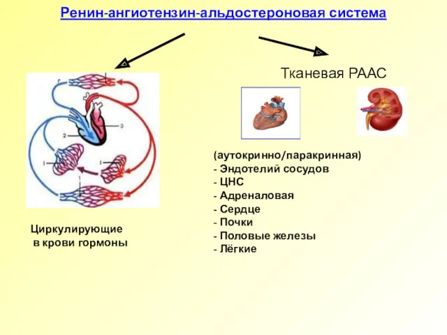 Ренин-ангиотензин-альдостероновая система Циркулирующие в крови гормоны Тканевая РААС (аутокринно/паракринная) - Эндотелий сосудов -