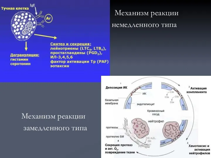 Механизм реакции немедленного типа Механизм реакции замедленного типа