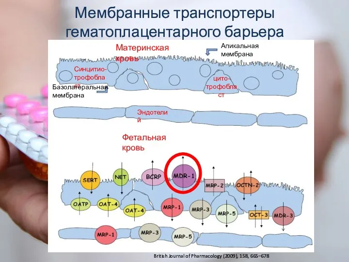 Материнская кровь Фетальная кровь Эндотелий Синцитио- трофобласт цито- трофобласт Апикальная