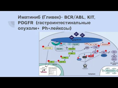 Иматиниб (Гливек)- BCR/ABL, KIT, PDGFR (гастроинтестинальные опухоли+ Ph+лейкозы)