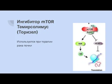 Ингибитор mTOR Темирсолимус (Торизел) Используется при терапии рака почки