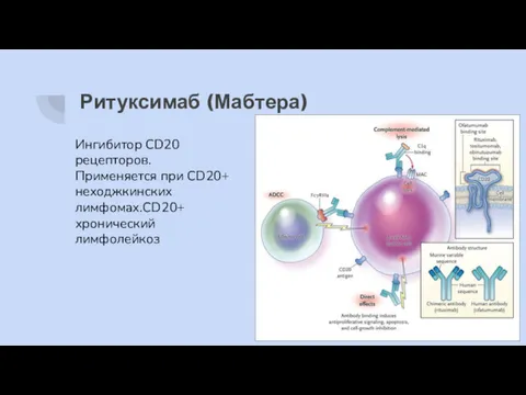 Ритуксимаб (Мабтера) Ингибитор CD20 рецепторов. Применяется при CD20+ неходжкинских лимфомах.CD20+ хронический лимфолейкоз