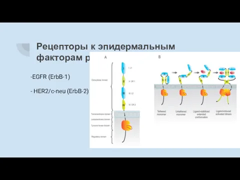 Рецепторы к эпидермальным факторам роста -EGFR (ErbB-1) - HER2/c-neu (ErbB-2)