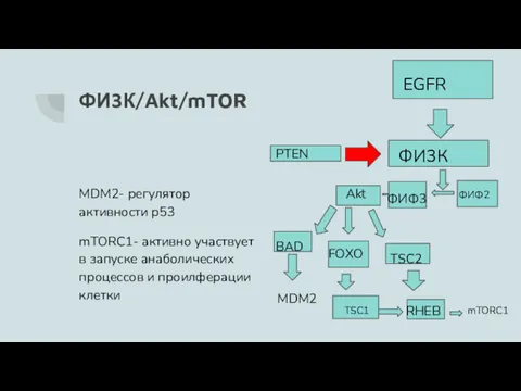 ФИ3К/Akt/mTOR MDM2- регулятор активности p53 mTORC1- активно участвует в запуске анаболических процессов и