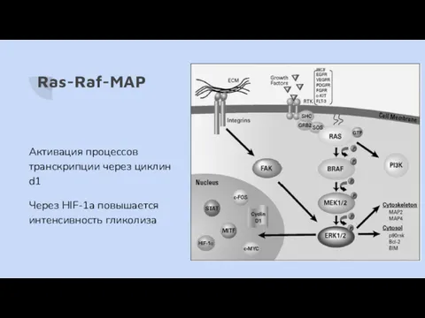 Ras-Raf-MAP Активация процессов транскрипции через циклин d1 Через HIF-1a повышается интенсивность гликолиза