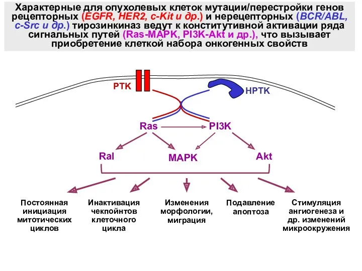 РTK Характерные для опухолевых клеток мутации/перестройки генов рецепторных (EGFR, HER2,