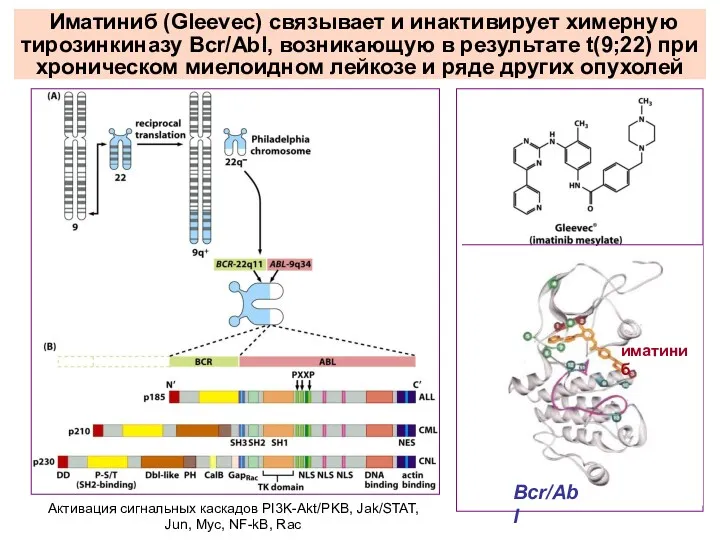 Иматиниб (Gleevec) связывает и инактивирует химерную тирозинкиназу Bcr/Abl, возникающую в