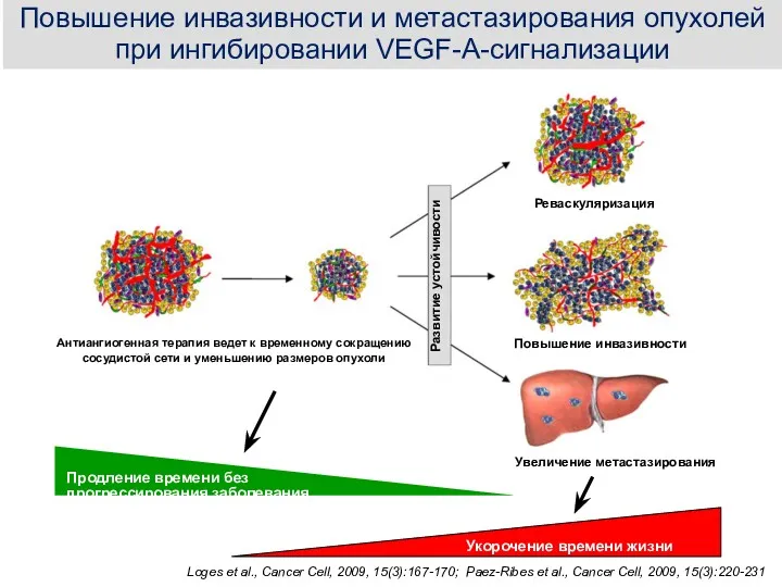 Loges et al., Cancer Cell, 2009, 15(3):167-170; Paez-Ribes et al.,