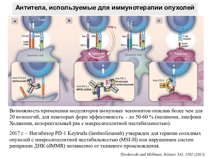 Sliwkowski and Mellman, Science 341, 1192 (2013) Антитела, используемые для