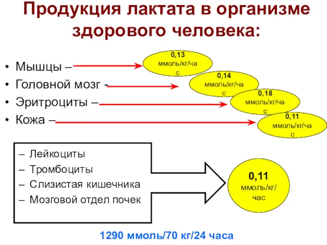 Продукция лактата в организме здорового человека: Мышцы – Головной мозг