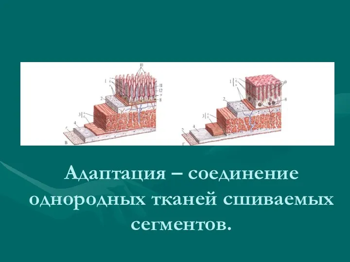 Адаптация – соединение однородных тканей сшиваемых сегментов.