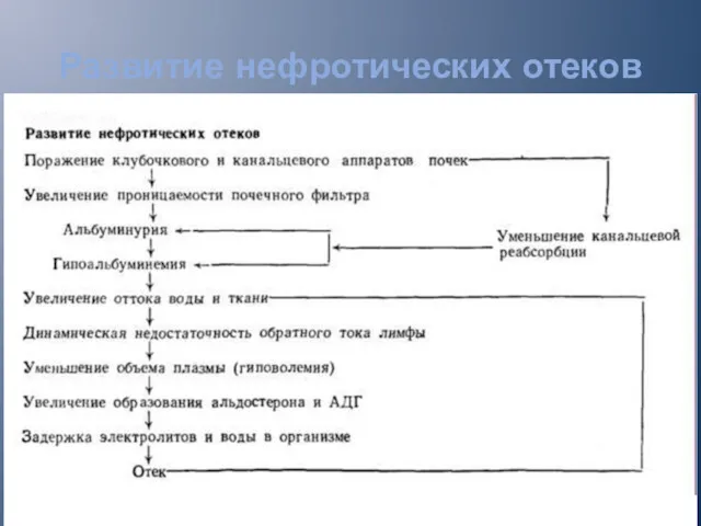 Развитие нефротических отеков