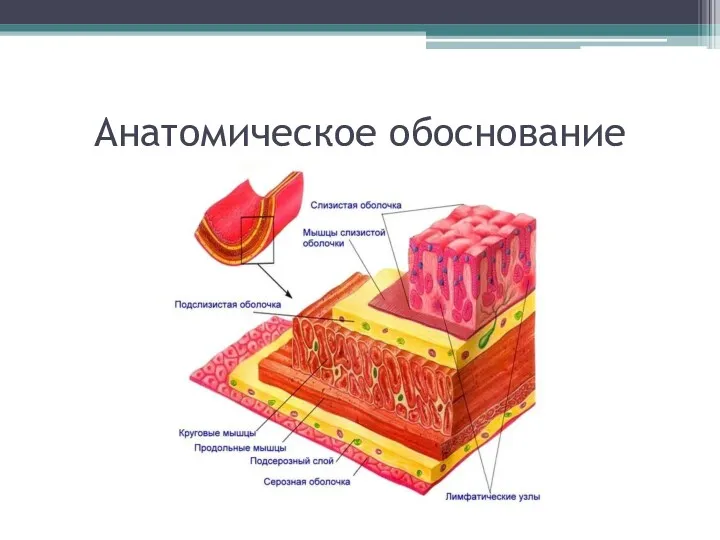 Анатомическое обоснование