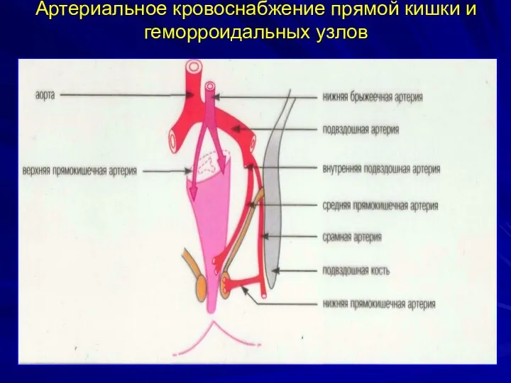 Артериальное кровоснабжение прямой кишки и геморроидальных узлов