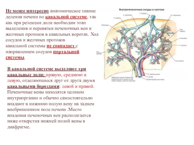 Не менее интересно анатомическое знание деления печени по кавальной системе, так как при