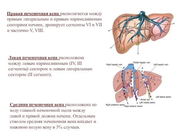 Правая печеночная вена располагается между правым латеральным и правым парамедианным