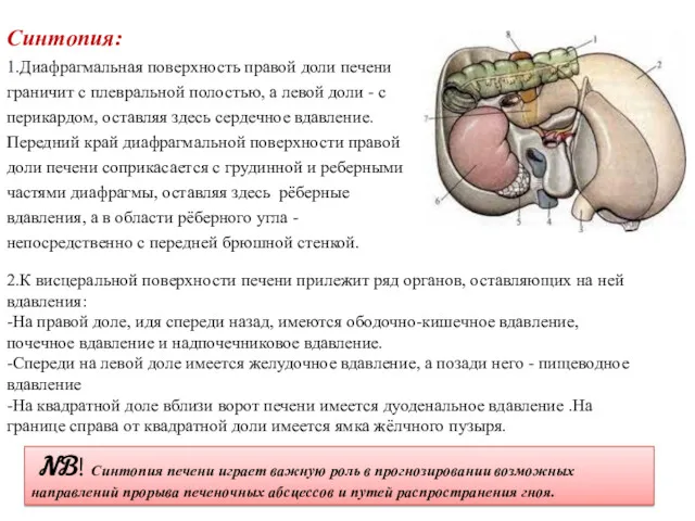 Синтопия: 1.Диафрагмальная поверхность правой доли печени граничит с плевральной полостью,