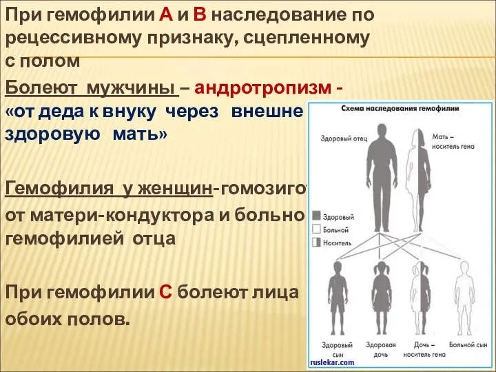 При гемофилии А и В наследование по рецессивному признаку, сцепленному