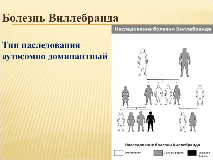 Болезнь Виллебранда Тип наследования – аутосомно доминантный