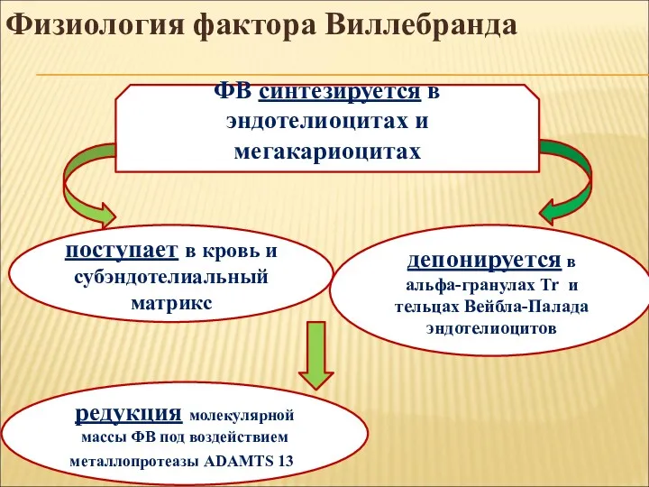 Физиология фактора Виллебранда поступает в кровь и субэндотелиальный матрикс ФВ