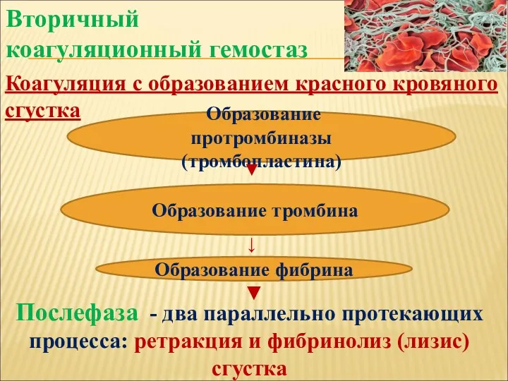 Вторичный коагуляционный гемостаз Коагуляция с образованием красного кровяного сгустка Образование