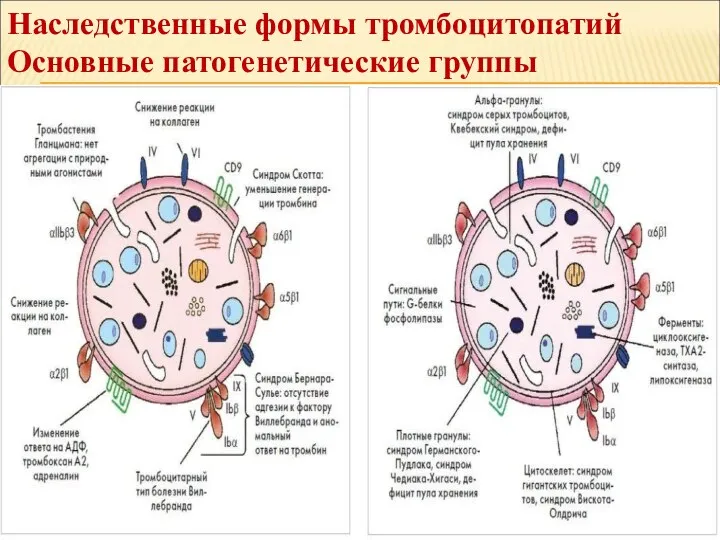 Наследственные формы тромбоцитопатий Основные патогенетические группы