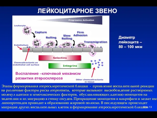 Slide Этапы формирования атеросклеротической бляшки - проявление воспалительной реакции на