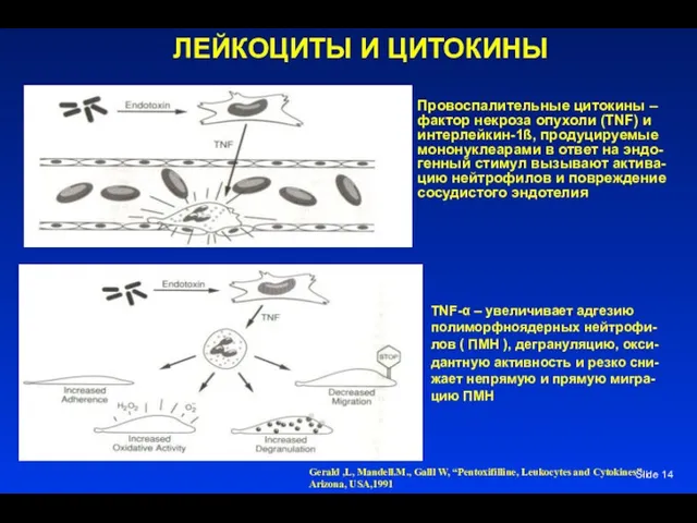 Slide ЛЕЙКОЦИТЫ И ЦИТОКИНЫ Провоспалительные цитокины – фактор некроза опухоли