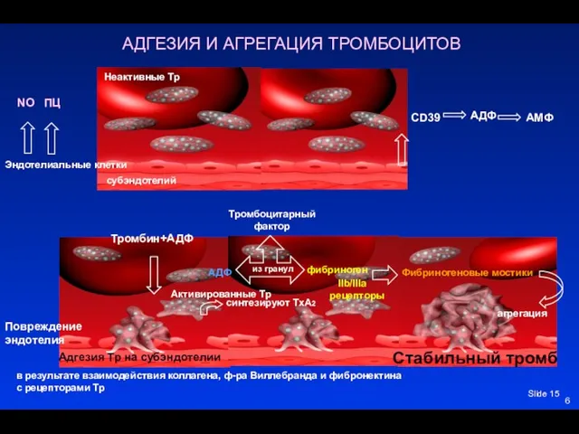 Slide АДГЕЗИЯ И АГРЕГАЦИЯ ТРОМБОЦИТОВ 6 Эндотелиальные клетки субэндотелий Неактивные