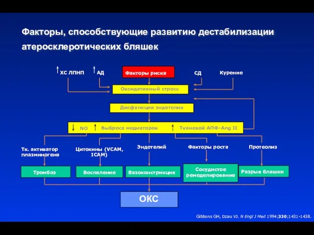 Факторы, способствующие развитию дестабилизации атеросклеротических бляшек Факторы риска Оксидативный стресс