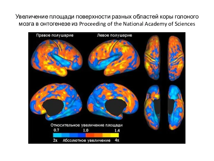 Увеличение площади поверхности разных областей коры голоного мозга в онтогенезе